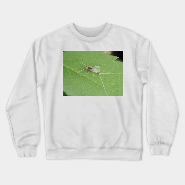 Macro photo of adult Diphetor hageni mayfly Crewneck Sweatshirt by SDym Photography